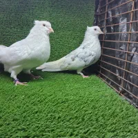 کبوتر پرشی|پرنده|شاندرمن, |دیوار