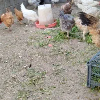 مرغ محلی|حیوانات مزرعه|ثلاث باباجانی, |دیوار