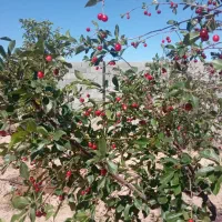 باغ-دور-دیوار-گوارشک