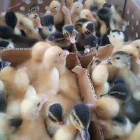 اردک پکنی و جوجه گلپایگانی یک روزه|حیوانات مزرعه|رودبار, |دیوار