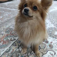 فروش سگ|سگ|بهار, |دیوار