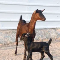 بز صلاله اصل