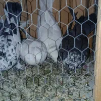 کفتر گرفتنی