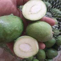 انبه بدون هسته،سپستان،میناب ورودان،ترشی انبه دریزد|خوردنی و آشامیدنی|یزد, |دیوار
