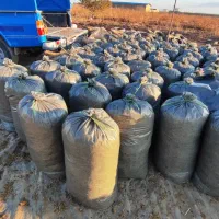 ذرت درجه یک