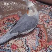 عروس هلندی چند مدل آهنگ میخونه مفت گذاشتم|پرنده|رشت, رشتیان|دیوار