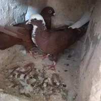 کبوتر|پرنده|مراغه, |دیوار