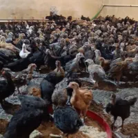 فروش نیمچه مرغ و خروس بومی جهادی نژادسپاهان اصفهان