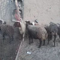 ۴ عددمیش ابستن ۲تاش سر پستان|حیوانات مزرعه|شراء, |دیوار