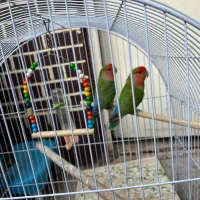 طوطی کوتوله|پرنده|شیراز, پودنک|دیوار