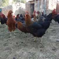 فروش کود مرغ