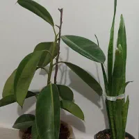 گل و گیاه|گل و گیاه طبیعی|تربت جام, شیخ احمد جامی|دیوار