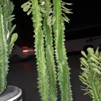 افوربیا در انواع مختلف و نخل ماداگاسکار|گل و گیاه طبیعی|کرمانشاه, |دیوار