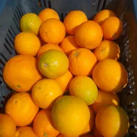 فروش پرتقال تامسون شمال