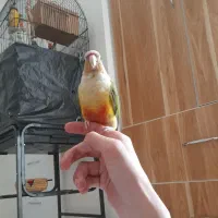 طوطی گرینچیک نر وماده فول رام اماده مست