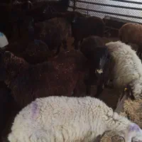 سنگسر کردستانی گوسفند افشاری زنده با قصاب ماهر|حیوانات مزرعه|پردیس, |دیوار