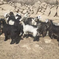 بیگ یک ساله نمونه داشتی|حیوانات مزرعه|لالی, |دیوار