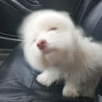 سگ خانگی کاملا ساکت