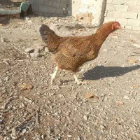 مرغ لاری دورگ|حیوانات مزرعه|چهارباغ, |دیوار