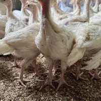جوجه بوقلمون بیوتی ۴۵ روزه فوق سنگین|حیوانات مزرعه|تهران, کن|دیوار