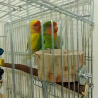 طوطی برزیلی جفت