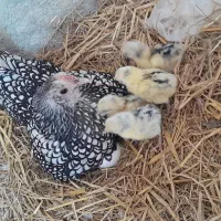 جوجه سبرایت