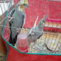 جفت عروس روتخم|پرنده|بم, |دیوار