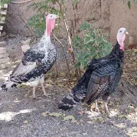 دوعددبوقلمون نر سالم ودرشت خلیل اباد|حیوانات مزرعه|خلیل آباد, |دیوار