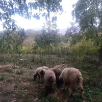 میش وبز وبزغاله همگی آبستن معاوضه