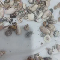 لوازم آکواریوم گوش ماهی صدف سنگ مرجان|ماهی|مشهد, جاهد شهر|دیوار