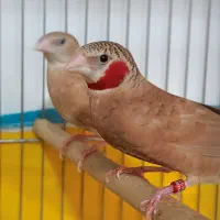 فنج گلو بریده روبان نارنجی و قرمز کارداده و مولد|پرنده|قم, نیروگاه|دیوار