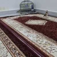 سهره قناری شیرازی|پرنده|کارون, |دیوار