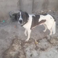 سگ نگهبان
