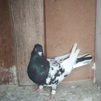 کفتر کله سیاه اصیل استان فارس|پرنده|شیراز, شهرک امیر کبیر|دیوار