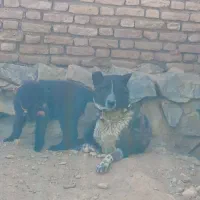 سگ نگهبان