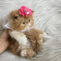 گربه ماده ونر بایکالر خرسی دوسرشجرهExotic Longhair
