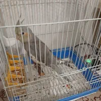 عروس هلندی دستی فروشی