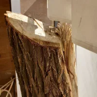 تنه درخت