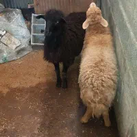 گوسفند نر سالم