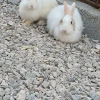 خرگوش پشمی بالغ