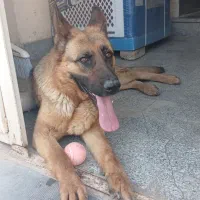 سگ ژرمن|سگ|مشهد, شهرک مهرگان|دیوار