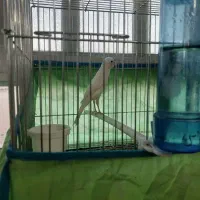 قناری جفت با جوجه