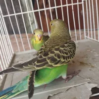 مرغ عشق دستی|پرنده|شیراز, گچی|دیوار