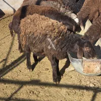 یک عدد بره قوچی هترو بره نر و ماده هترو