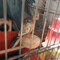 عروس هلندی|پرنده|کلاچای, |دیوار