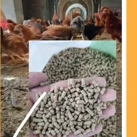 خوراک اقتصادی و با کیفیت مرغ بومی