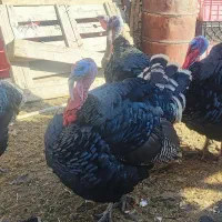 فروش بوقلمون (رسمی،نر)