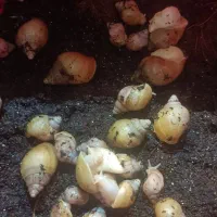 حلزون آلبینو . آچیتا|خزنده|قرچک, میرزائی جنوبی|دیوار