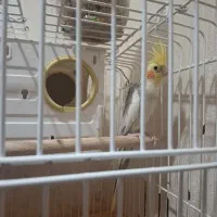 عروس نر سخنگو