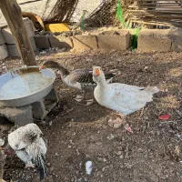 غاز|حیوانات مزرعه|بندرعباس, |دیوار